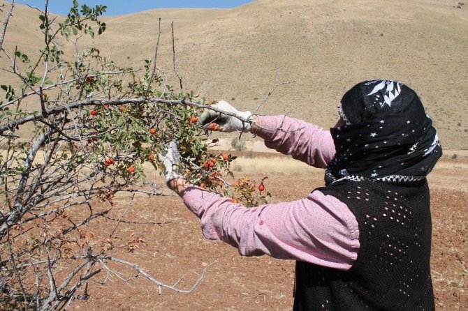 Bin Derde Deva Kuşburnunun Zor Mesaisi Başladı
