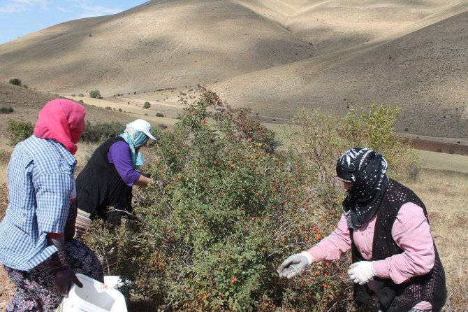 Bin Derde Deva Kuşburnunun Zor Mesaisi Başladı