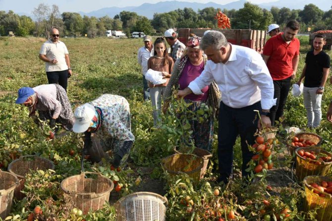 Domates Üretiminde Sındırgı Birinciliğe Oynuyor
