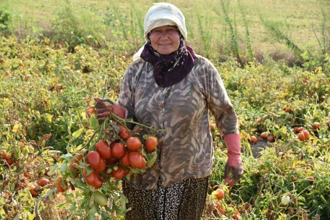 Domates Üretiminde Sındırgı Birinciliğe Oynuyor