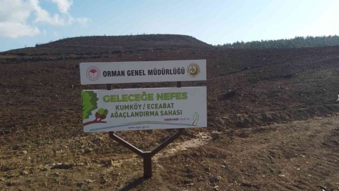 Çanakkale’de Küle Dönen 580 Hektar Alanda, 1 Milyon Fidan Toprakla Buluşturuluyor