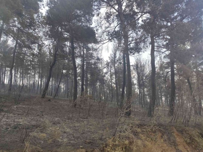 Çanakkale’de Küle Dönen 580 Hektar Alanda, 1 Milyon Fidan Toprakla Buluşturuluyor