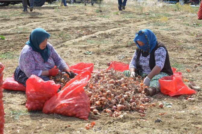 Tekirdağ Soğanı Coğrafi İşaret Aldı: 3 Bin Ton Ürün Bekleniyor
