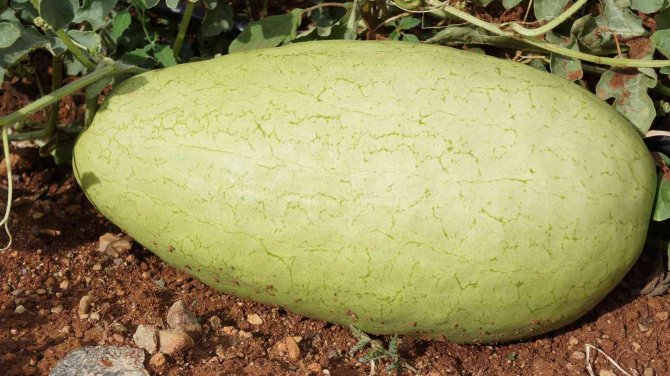 Özel Karpuz 20 Yıl Sonra Tekrar Üretildi