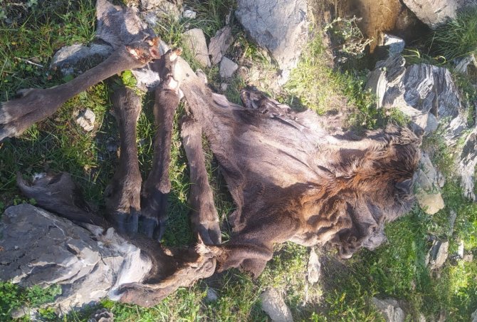 Çivril’de Avlanması Yasak Olan Kızılgeyiği Vurup Derisini Yüzdüler
