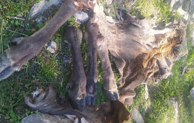 Çivril’de Avlanması Yasak Olan Kızılgeyiği Vurup Derisini Yüzdüler