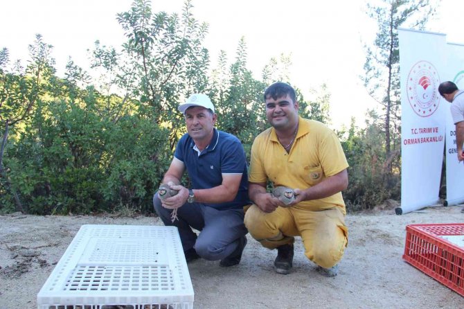 Aydın’da 575 Keklik Doğaya Salındı