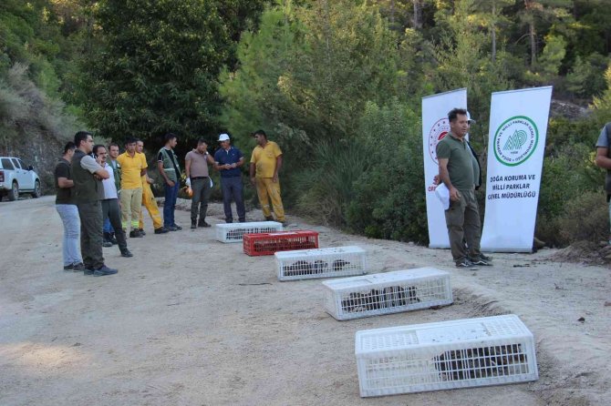 Aydın’da 575 Keklik Doğaya Salındı