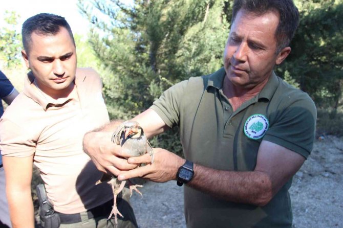 Aydın’da 575 Keklik Doğaya Salındı