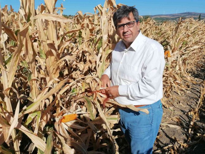 İ̇lk Kez Ekildi, Dekar Başına 10 Bin 500 Tl Gelir Bekleniyor
