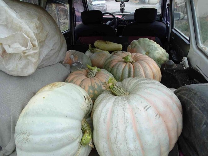 Hisarcık’lı Çiftçi 30 Kiloya Yakın Dev Bal Kabakları Yetiştirdi
