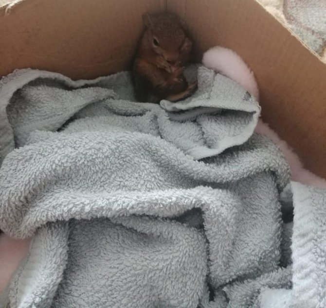 Yavru Sincabı Biberonla Besleyip Battaniyede Uyutuyorlar