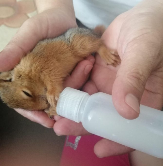 Yavru Sincabı Biberonla Besleyip Battaniyede Uyutuyorlar
