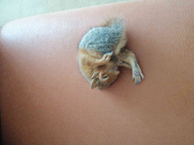 Yavru Sincabı Biberonla Besleyip Battaniyede Uyutuyorlar