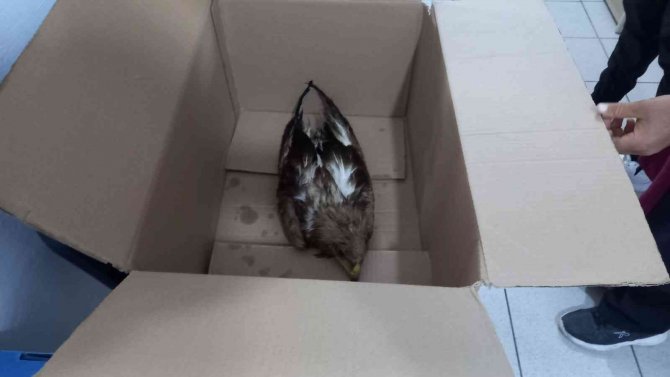 Yaralı Şahin, Yolcu Servisiyle Dkmp Ekiplerine Gönderildi