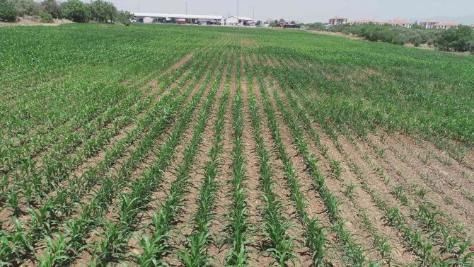 Atıl Alanlar Üretime Kazandırıldı, Çiftçiye Yem Desteği Oldu