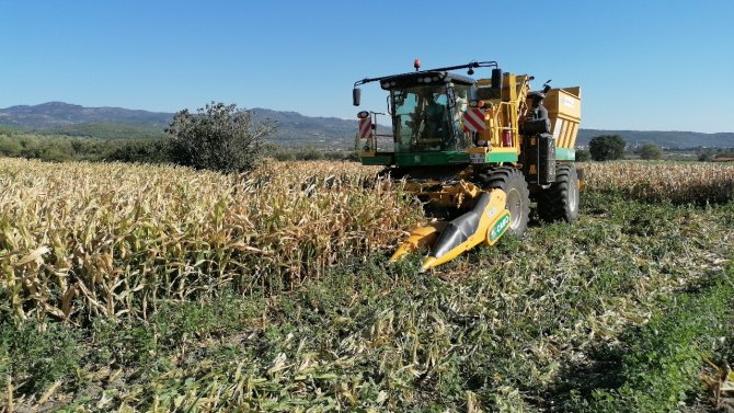 İ̇lk Kez Ekildi, Dekar Başına 10 Bin 500 Tl Gelir Bekleniyor