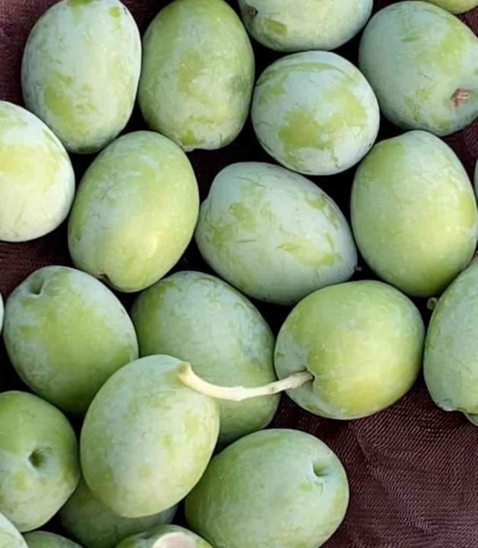 Mut’ta 200 Bin Ton Zeytin Rekoltesi Bekleniyor