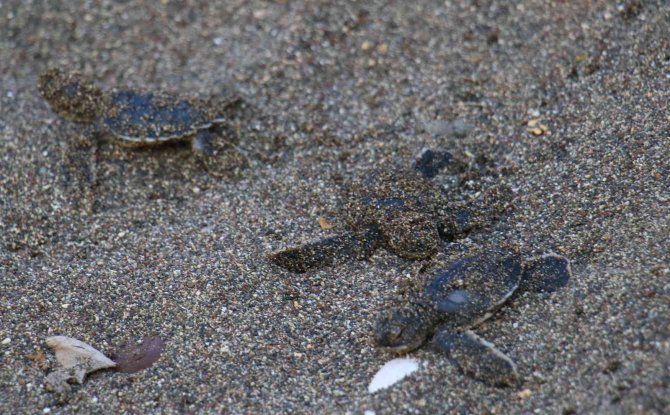Sona Kalan Caretta Caretta Yavruları Denizle Buluşturuldu