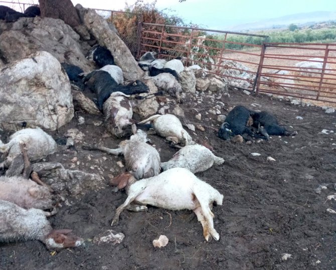 Ağıla Yıldırım Düştü, 38 Küçükbaş Hayvan Telef Oldu