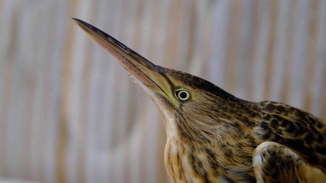 Nesli Tükenme Tehlikesi Altında, Hastane Bahçesinde Yaralı Halde Bulundu
