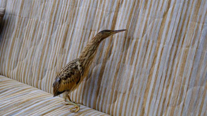 Nesli Tükenme Tehlikesi Altında, Hastane Bahçesinde Yaralı Halde Bulundu