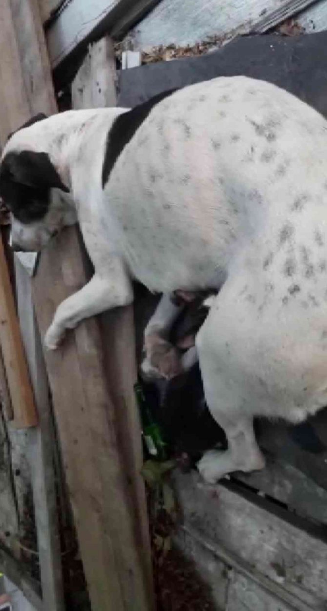 Yavruları Ölen Köpek, Annesiz Kediyi Emzirmeye Başladı