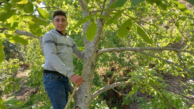 Ege’de Ceviz Hasadı Başladı