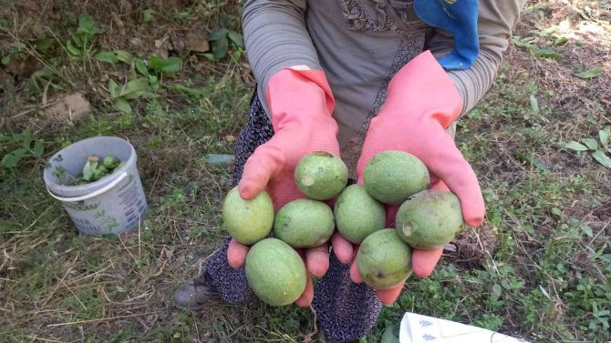 Ege’de Ceviz Hasadı Başladı