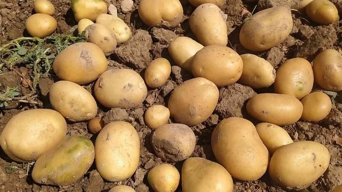 Tek Tek Elle Toplanan Patateste Hasat Başladı