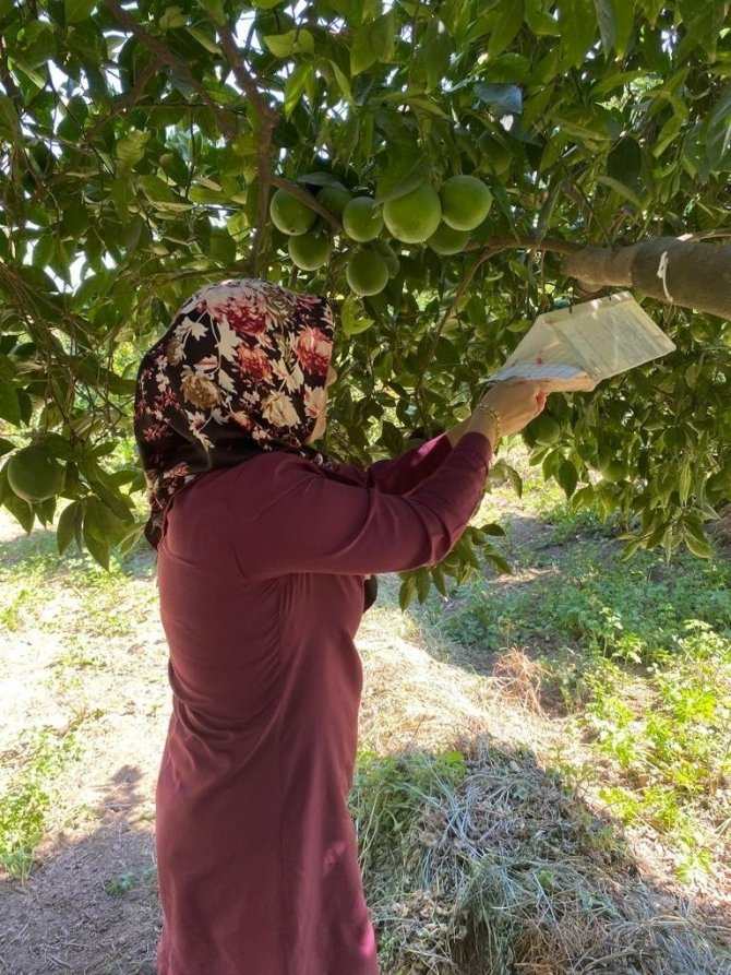 Efeler’de Zararlı Sinek Tuzakları Kontrol Edildi