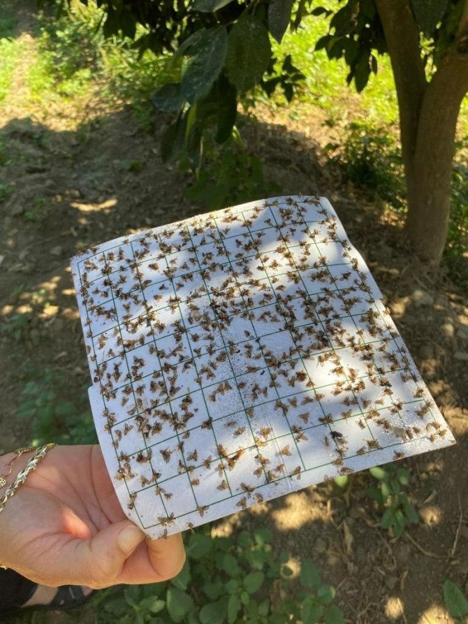 Efeler’de Zararlı Sinek Tuzakları Kontrol Edildi