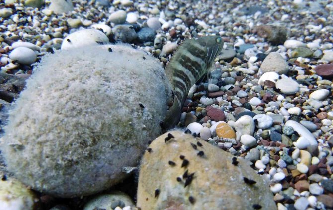 Av Yasağı Etkisini Gösterdi, Antalya Körfezi’nde Her Taşın Altından ‘Lagos’ Balığının Yavrusu Çıkıyor