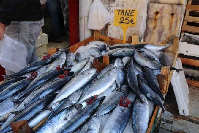 Karadeniz’de Palamut Zamanı