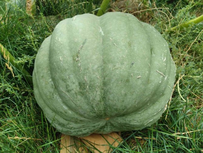 Bu Kabağı Görenler Dönüp Bir Daha Bakıyor