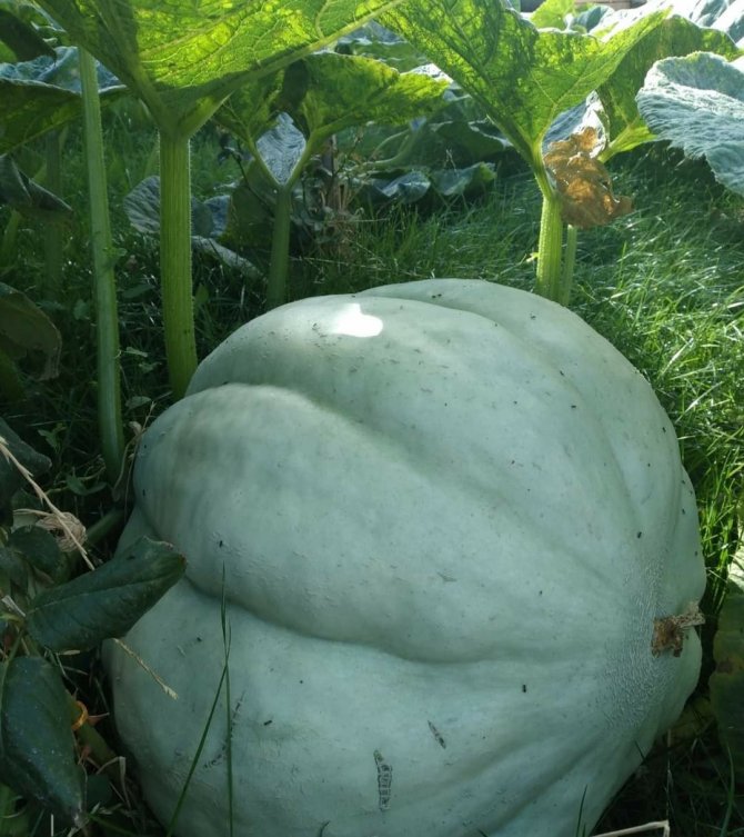 Bu Kabağı Görenler Dönüp Bir Daha Bakıyor