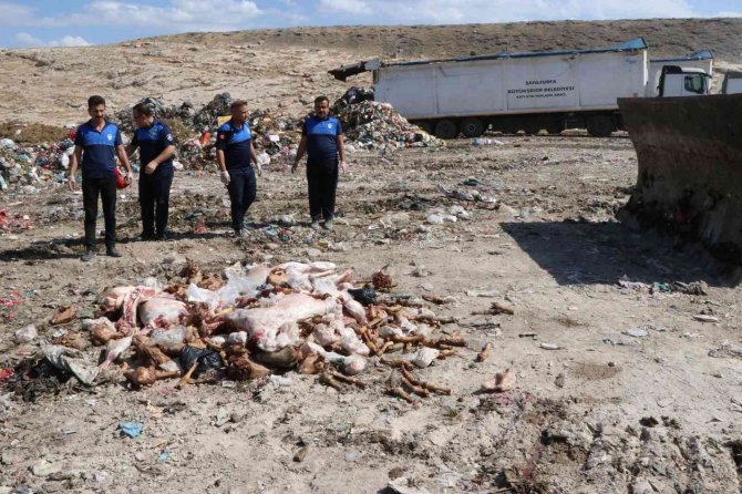 Haliliye’ De Bozuk 3 Ton Et İmha Edildi