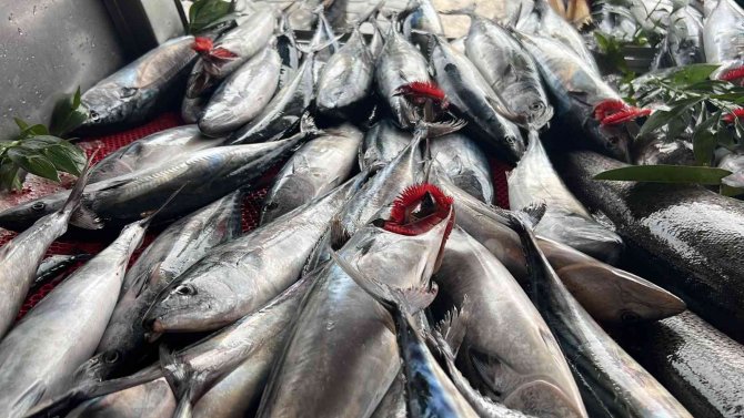 Tezgahlarda Palamut Bolluğu