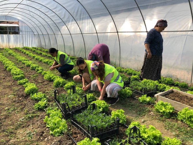 Yabancı Gençler, Kastamonu’da Çevreyi Temizledi, Sokak Hayvanlarını Besledi