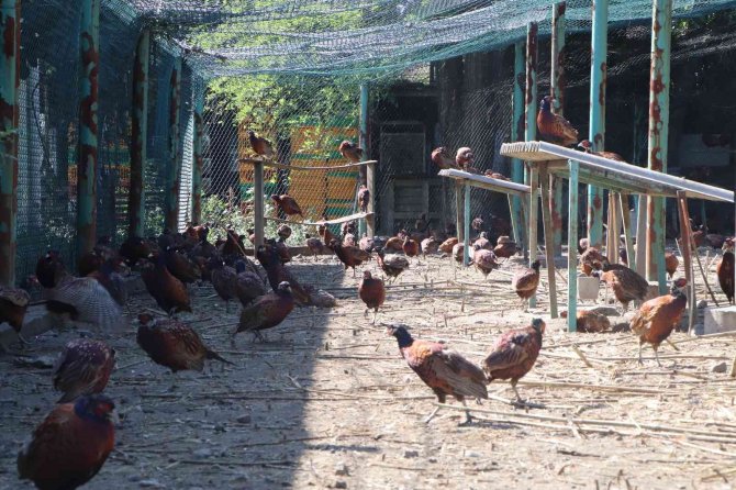 9 Sülün 53 Yılda 340 Bin 441 Sülün Oldu