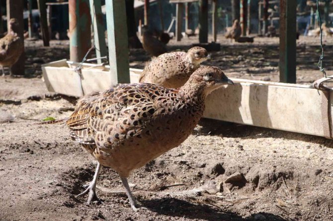 9 Sülün 53 Yılda 340 Bin 441 Sülün Oldu