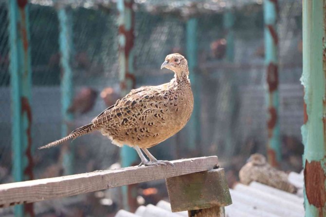 9 Sülün 53 Yılda 340 Bin 441 Sülün Oldu