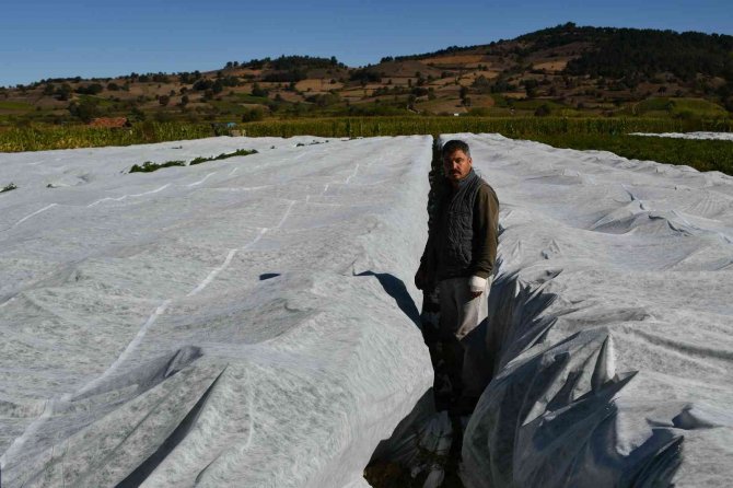 Üreticinin Kırağı Korkusu Naylon Gerdirdi