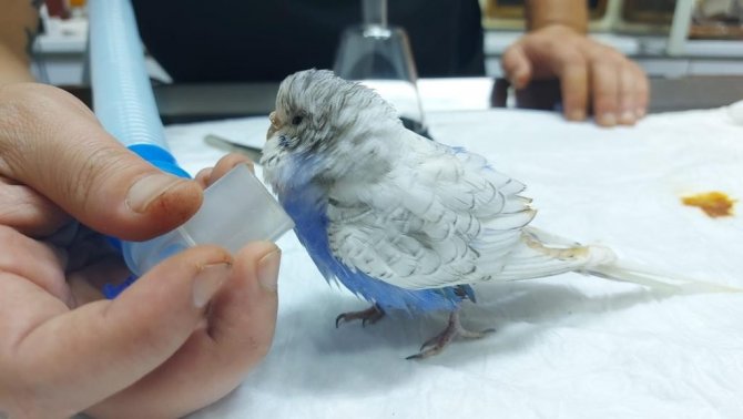 Yumurtası Sıkışan Muhabbet Kuşu Ameliyatla Sağlığına Kavuştu