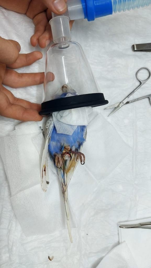 Yumurtası Sıkışan Muhabbet Kuşu Ameliyatla Sağlığına Kavuştu