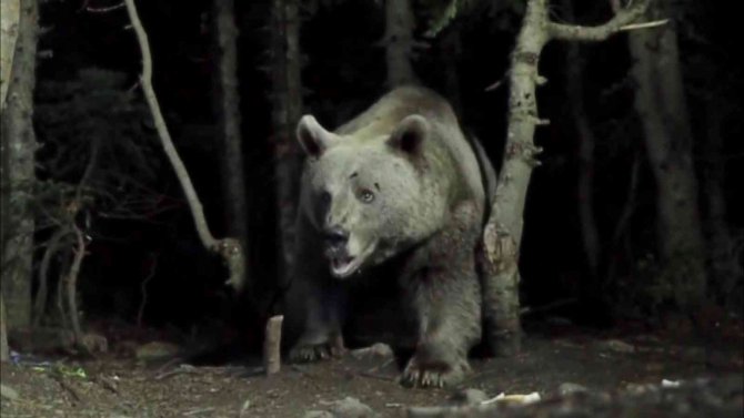 Uludağ’da Yaban Hayatı Görüntülendi