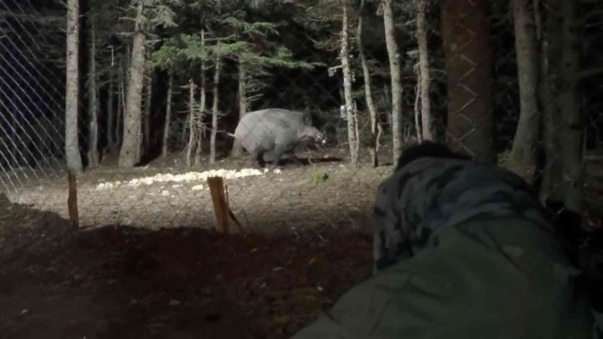 Uludağ’da Yaban Hayatı Görüntülendi