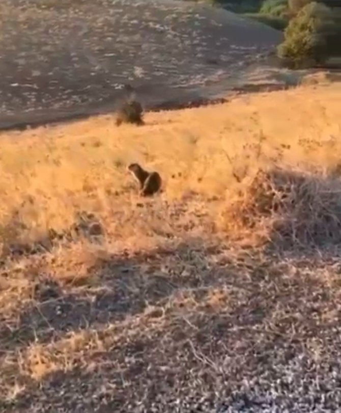 Batman’da Nesli Tükenme Tehlikesi Altında Olan Su Samuru Görüldü