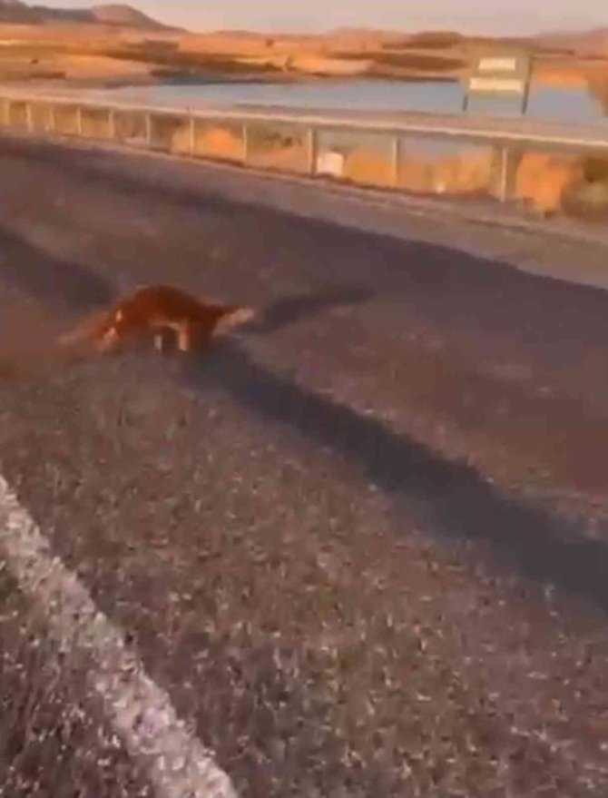 Batman’da Nesli Tükenme Tehlikesi Altında Olan Su Samuru Görüldü