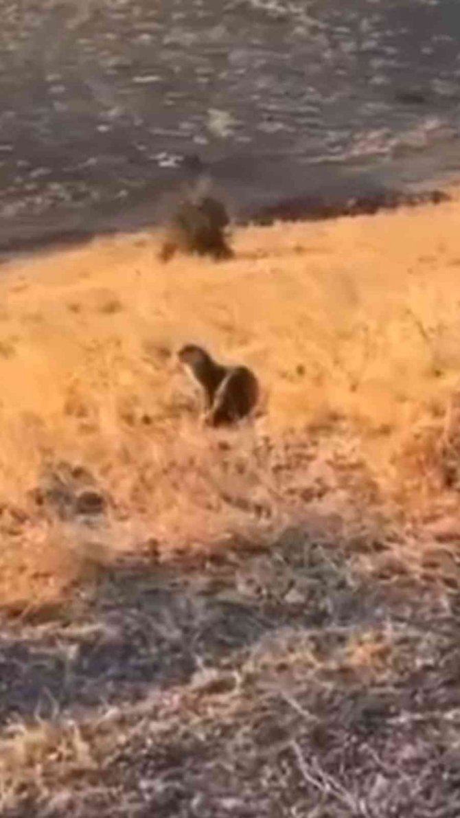 Batman’da Nesli Tükenme Tehlikesi Altında Olan Su Samuru Görüldü